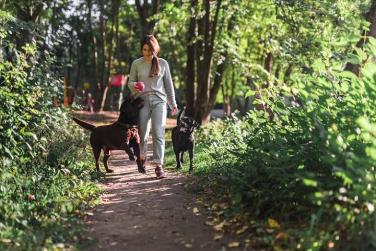 Dog Friendly Things to Do